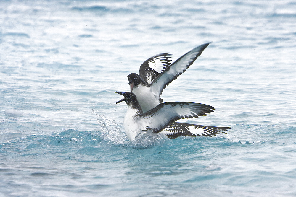 Adult cape petrel (Daption capense) feeding after an iceberg calved near Port Lockroy near the Antarctic peninsula