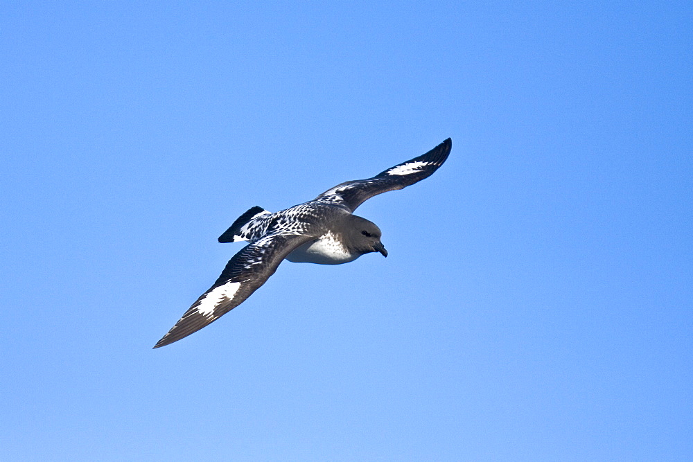 Adult cape petrel (Daption capense) on the wing in and around the Antarctic peninsula. This petrel is sometimes also called the pintado petrel, the word pintado meaning "painted" in Spanish.