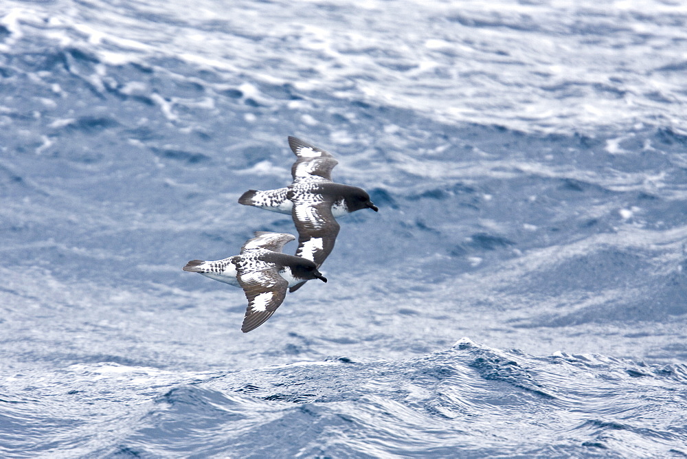 Adult cape petrel (Daption capense) on the wing in and around the Antarctic peninsula. This petrel is sometimes also called the pintado petrel, the word pintado meaning "painted" in Spanish.   (rr)