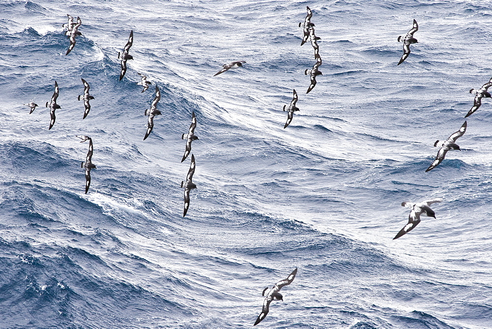 Adult cape petrel (Daption capense) on the wing in and around the Antarctic peninsula. This petrel is sometimes also called the pintado petrel, the word pintado meaning "painted" in Spanish.