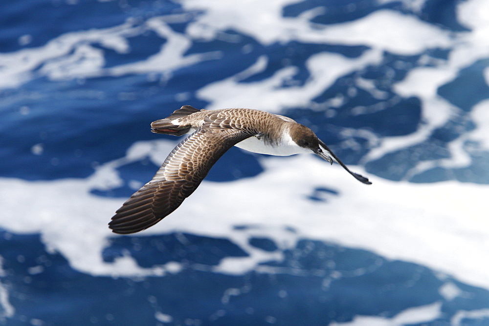 Adult Great Shearwater (Puffinus gravis) on the wing in the Tristan da Cunha Island Group, Soauth Atlantic Ocean.