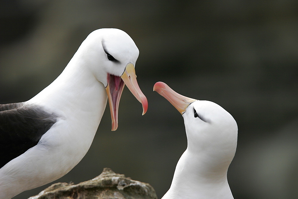 Black-browed Albatross (Thalassarche melanophrys) adult courtship dance in the Falkland Islands.