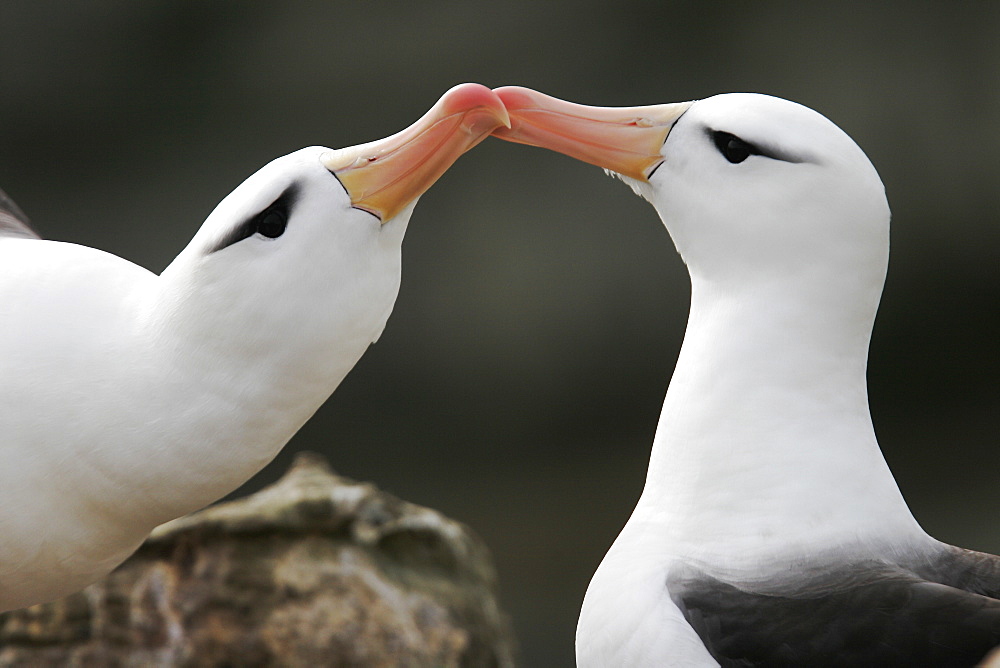 Black-browed Albatross (Thalassarche melanophrys) adult courtship dance in the Falkland Islands.