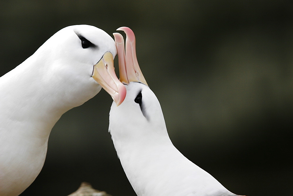 Black-browed Albatross (Thalassarche melanophrys) adult courtship dance in the Falkland Islands.