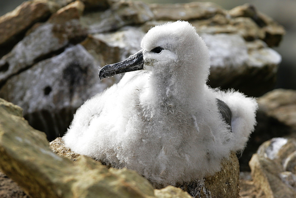 Black-browed Albatross (Thalassarche melanophrys) chick on nest in the Falkland Islands.