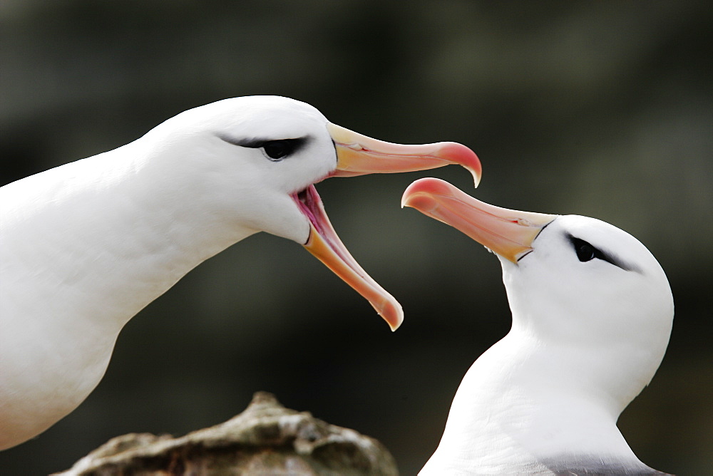 Black-browed Albatross (Thalassarche melanophrys) adult courtship dance in the Falkland Islands.