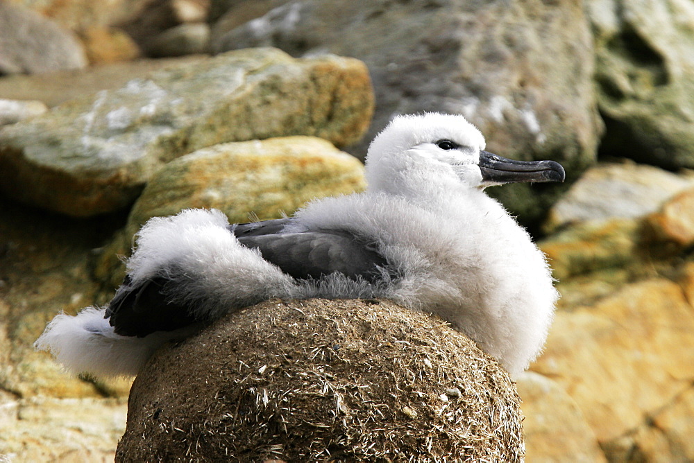 Black-browed Albatross (Thalassarche melanophrys) chick on nest in the Falkland Islands.