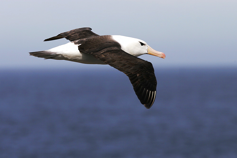 Black-browed Albatross (Thalassarche melanophrys) adult in flight in the Falkland Islands.