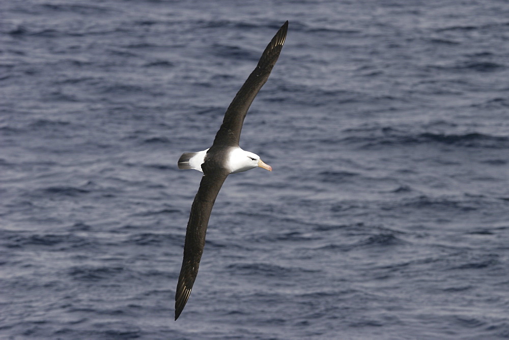 Adult Black-browed Albatross (Thalassarche melanophrys) on the wing in the Southern Atlantic Ocean.