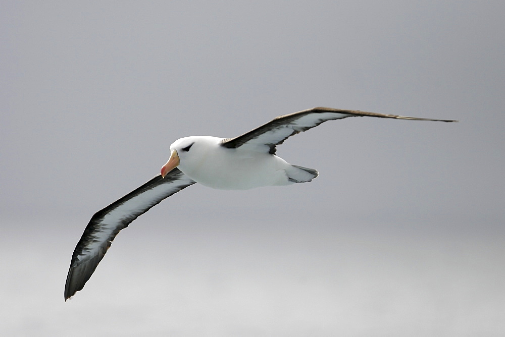 Adult Black-browed Albatross (Thalassarche melanophrys) on the wing in theSouthern Atlantic Ocean.
(Restricted Resolution - please contact us)