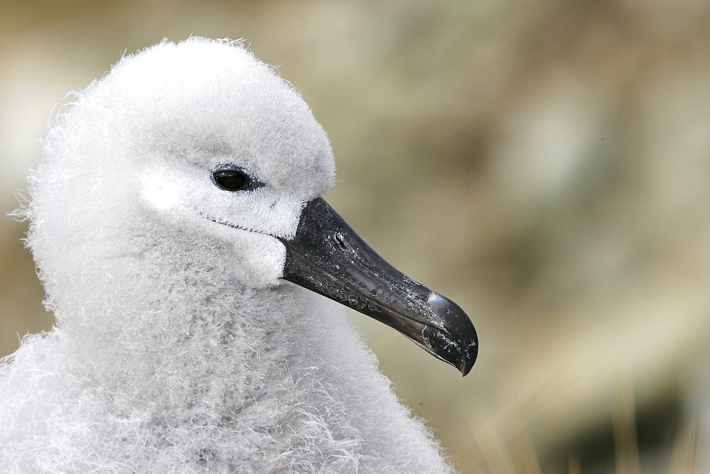 Black-browed Albatross (Thalassarche melanophrys) chick on nest in the Falkland Islands.