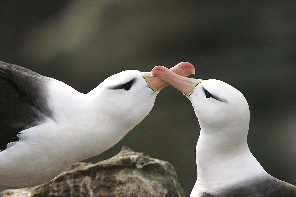 Black-browed Albatross (Thalassarche melanophrys) mating ritual in the Falkland Islands.