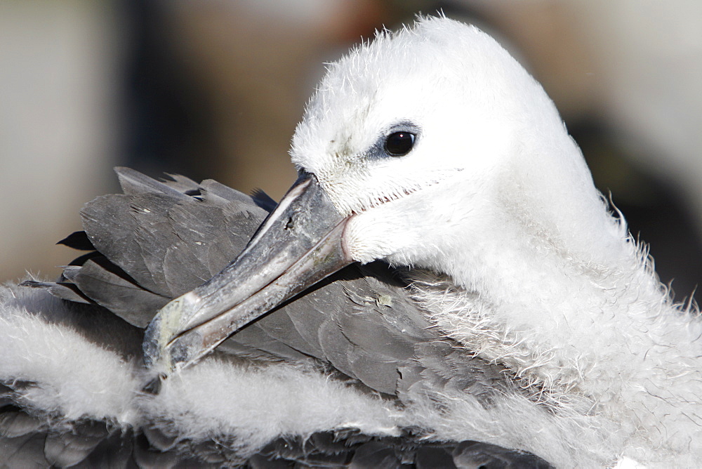 Black-browed albatross (Thalassarche melanophrys) chick (head detail) at Devil's Nose on New Island in the Falkland Island Group, Falklands.