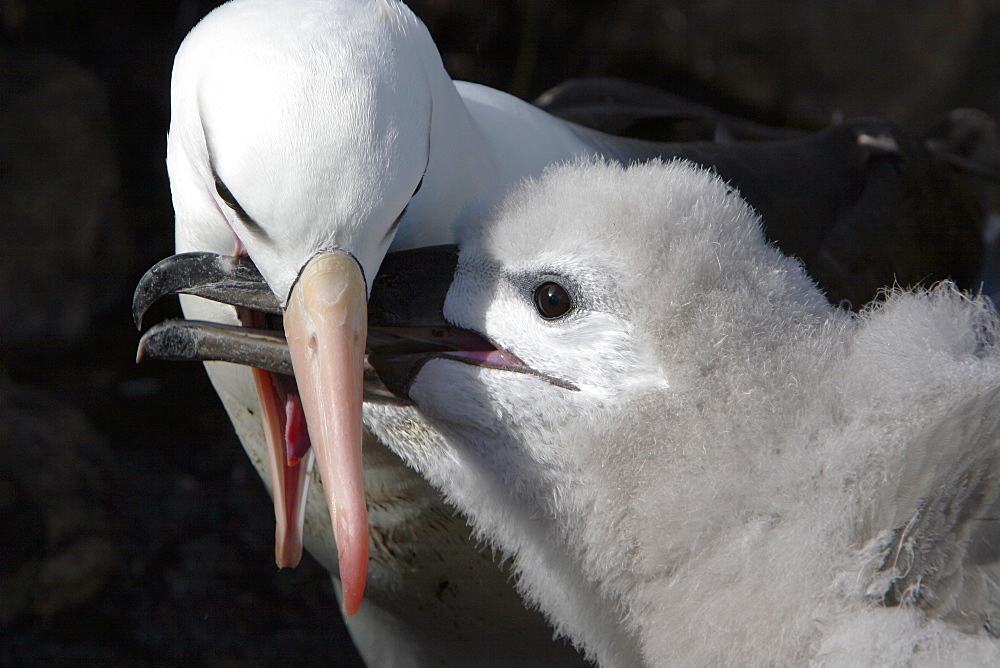 Adult black-browed albatross (Thalassarche melanophrys) feeding downy chick at Devil's Nose on New Island in the Falkland Island Group, Falklands.