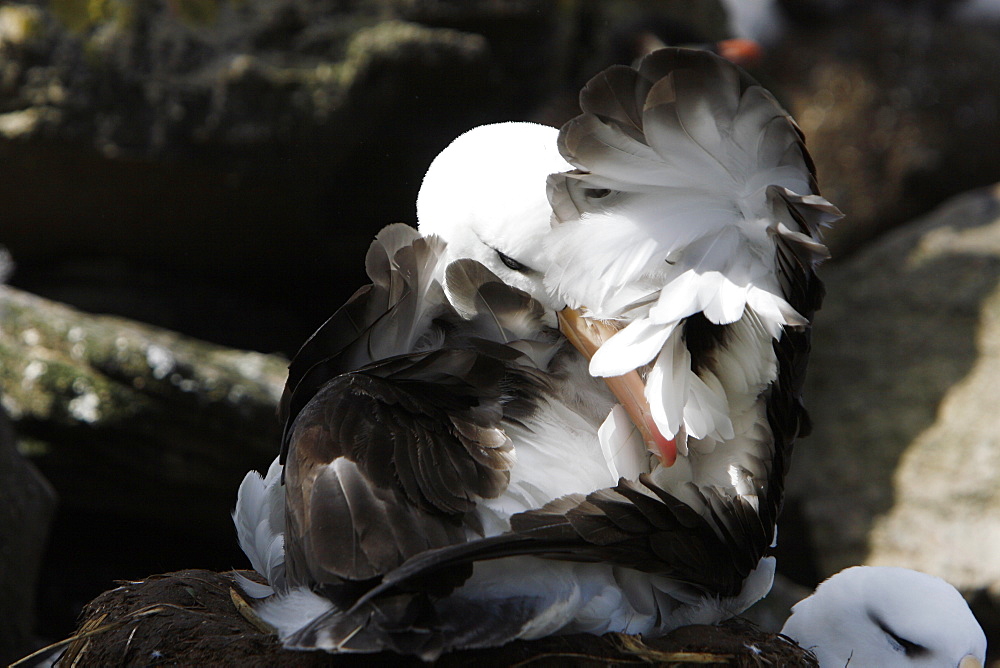 Adult black-browed albatross (Thalassarche melanophrys) preening its feathers at Devil's Nose on New Island in the Falkland Island Group, Falklands.