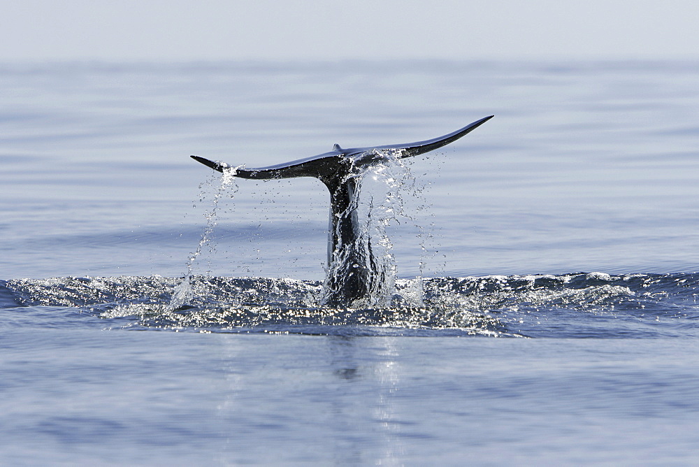 Short-finned pilot whale (Globicephala macrorhynchus) fluke-up dive off Isla Ildefonso in the Gulf of California (Sea of Cortez), off the Baja Peninsula, Mexico