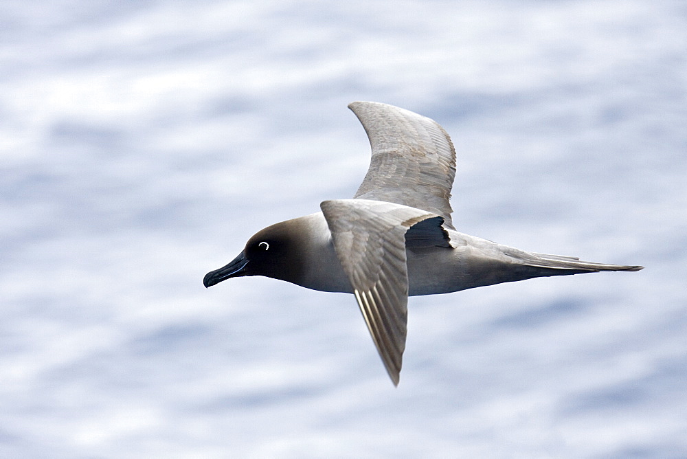 Adult light-mantled sooty albatross (Phoebetria palpebrata) on the wing in Drake Passage between the tip of South America and the Antarctic peninsula, southern ocean.