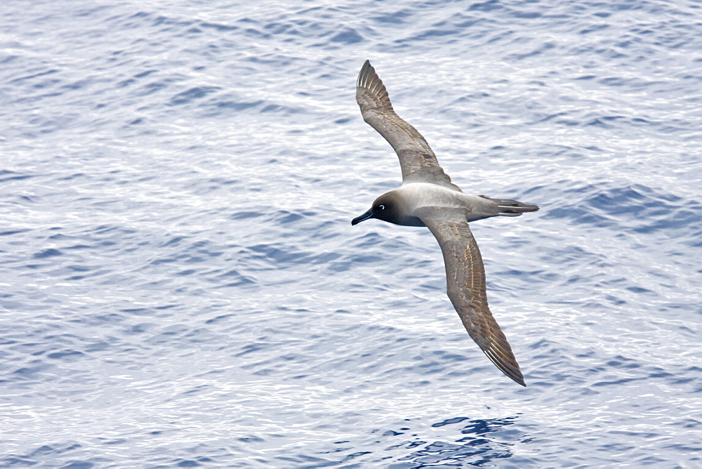 Adult light-mantled sooty albatross (Phoebetria palpebrata) on the wing in Drake Passage between the tip of South America and the Antarctic peninsula, southern ocean.