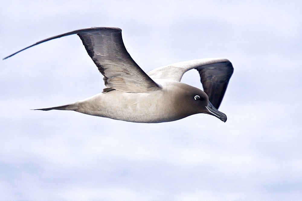 Adult light-mantled sooty albatross (Phoebetria palpebrata) on the wing in Drake Passage between the tip of South America and the Antarctic peninsula, southern ocean.