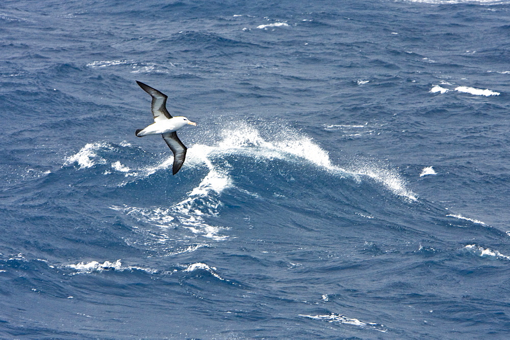 Adult Black-browed albatross (Thalassarche melanophrys) on the wing in the Drake passage between South America and Antarctica, Southern Ocean.