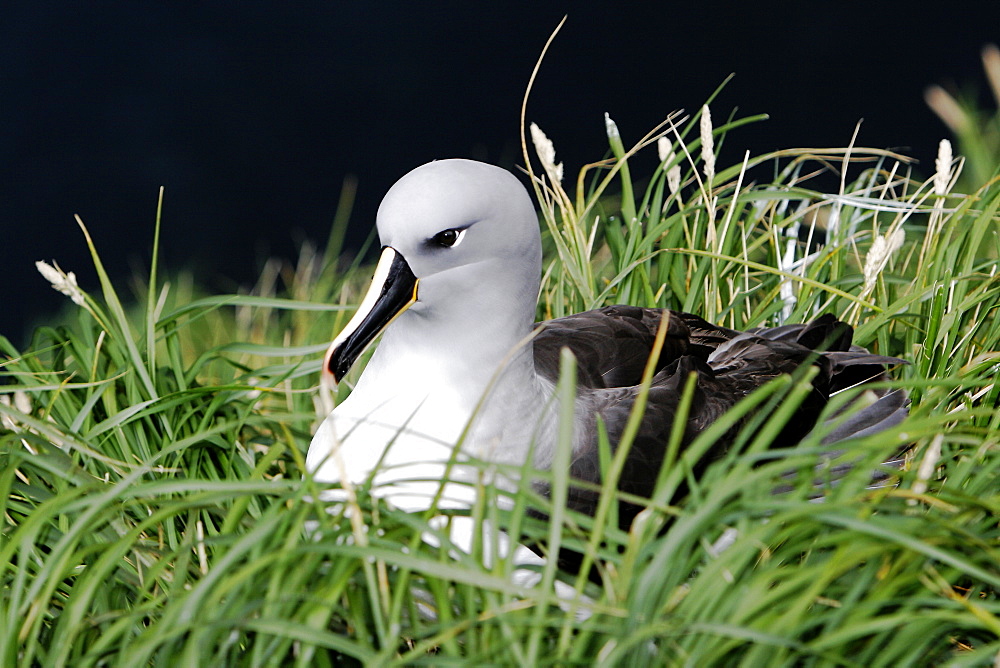 Adult and chick Grey-headed Albatross (Thalassarche chrysostoma) in nesting grounds in Elsehul Bay, South Georgia Island.