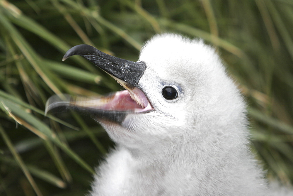 Grey-headed Albatross (Thalassarche chrysostoma) chick begging for food on nesting grounds in Elsehul Bay, South Georgia Island.