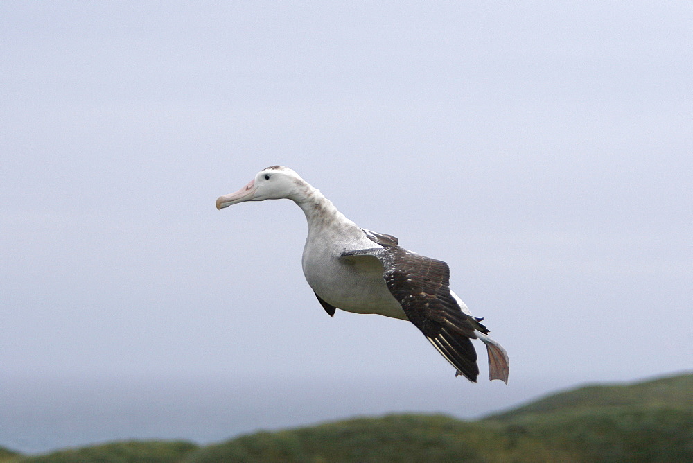 Adult wandering albatross (Diomedea exulans) landing on Prion Island, Bay of Isles, South Georgia Island, Southern Atlantic Ocean