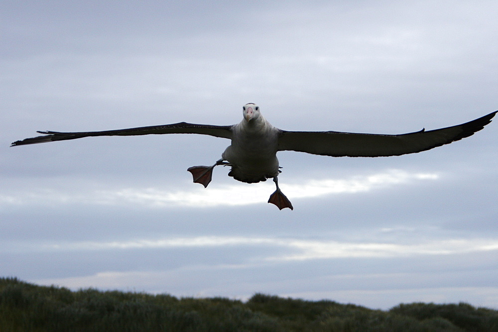 Adult wandering albatross (Diomedea exulans) taking off or landing on Prion Island, Bay of Isles, Southern Atlantic Ocean