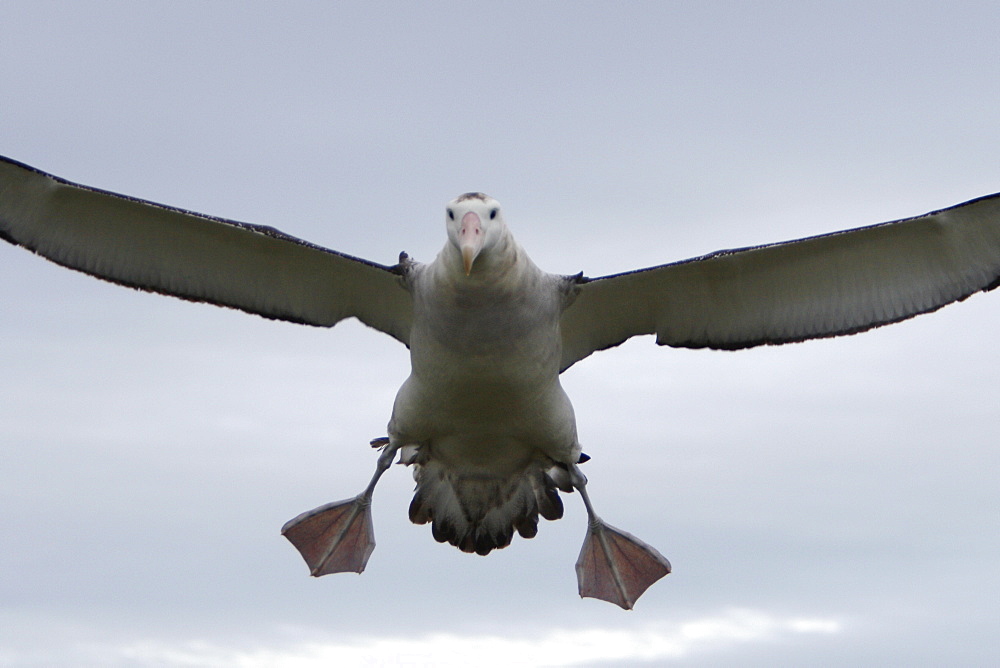 Adult wandering albatross (Diomedea exulans) landing on Prion Island, Bay of Isles, South Georgia Island, Southern Atlantic Ocean