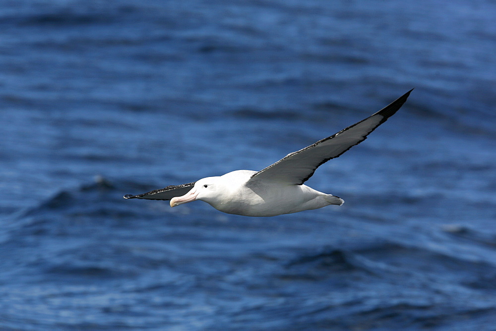 An adult wandering albatross (Diomedea exulans) on the wing in the Drake Passage of the Southern Ocean. This is one of the largest albatross in the world, with a wingspan in excess of 3 meters.