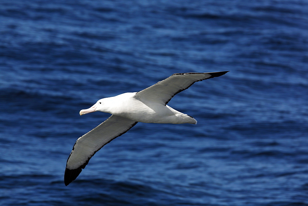 An adult wandering albatross (Diomedea exulans) on the wing in the Drake Passage of the Southern Ocean. This is one of the largest albatross in the world, with a wingspan in excess of 3 meters.