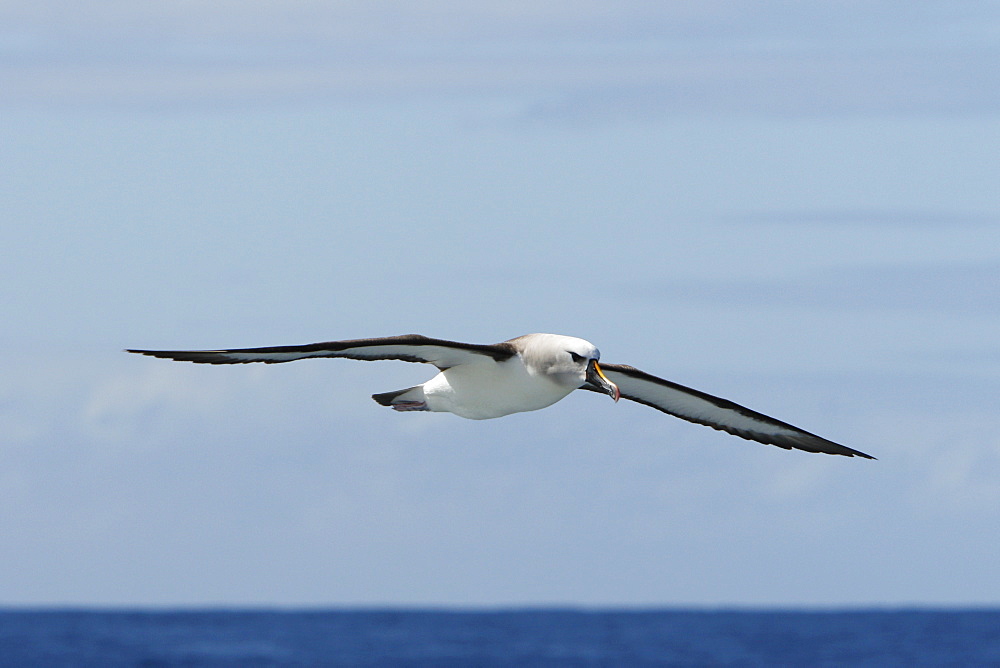 Adult yellow-nosed albatross (Thalassarche chlororhynchos) on the wing in the oceanic waters surrounding the Tristan da Cunha Island Group in the South Atlantic Ocean.