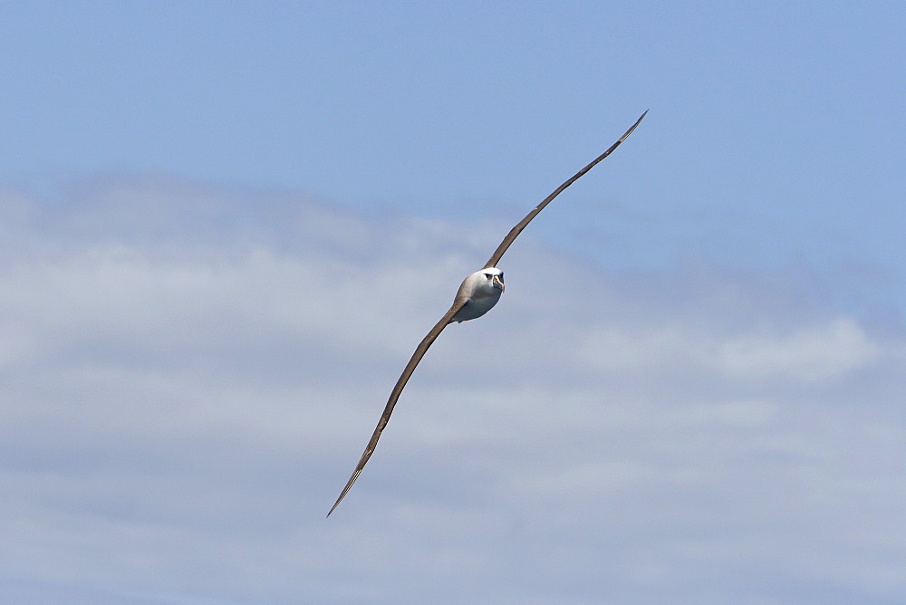 Adult yellow-nosed albatross (Thalassarche chlororhynchos) on the wing in the oceanic waters surrounding the Tristan da Cunha Island Group in the South Atlantic Ocean.