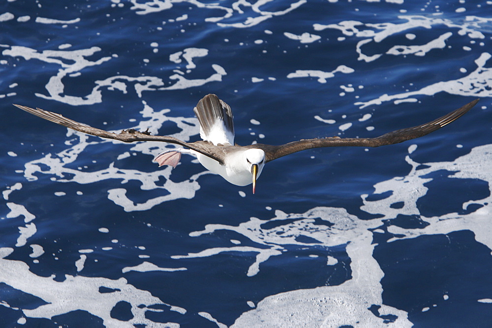 Adult yellow-nosed albatross (Thalassarche chlororhynchos) on the wing in the oceanic waters surrounding the Tristan da Cunha Island Group in the South Atlantic Ocean.