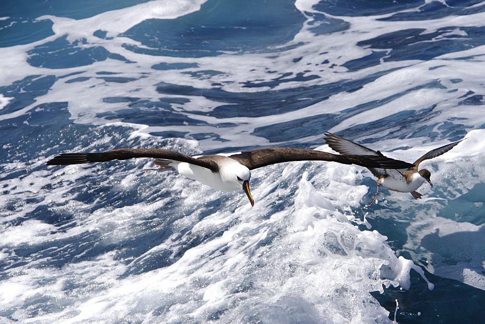 Adult yellow-nosed albatross (Thalassarche chlororhynchos) on the wing near a Great Shearwater in the oceanic waters surrounding the Tristan da Cunha Island Group in the South Atlantic Ocean.