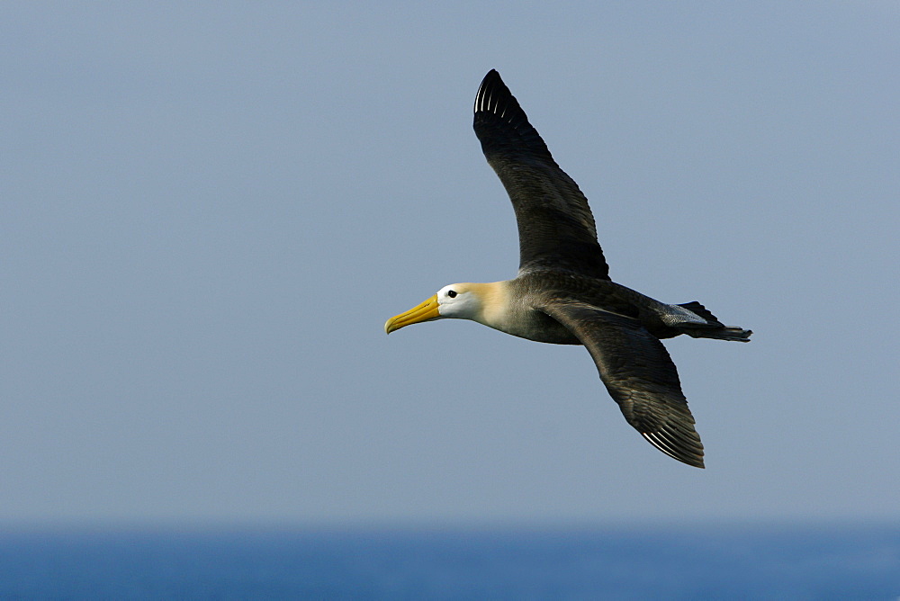 Adult waved albatross (Diomedea irrorata) in flight on Espanola Island in the Galapagos Island Group, Ecuador. Pacific Ocean. This species of albatross is endemic to the Galapagos Islands.