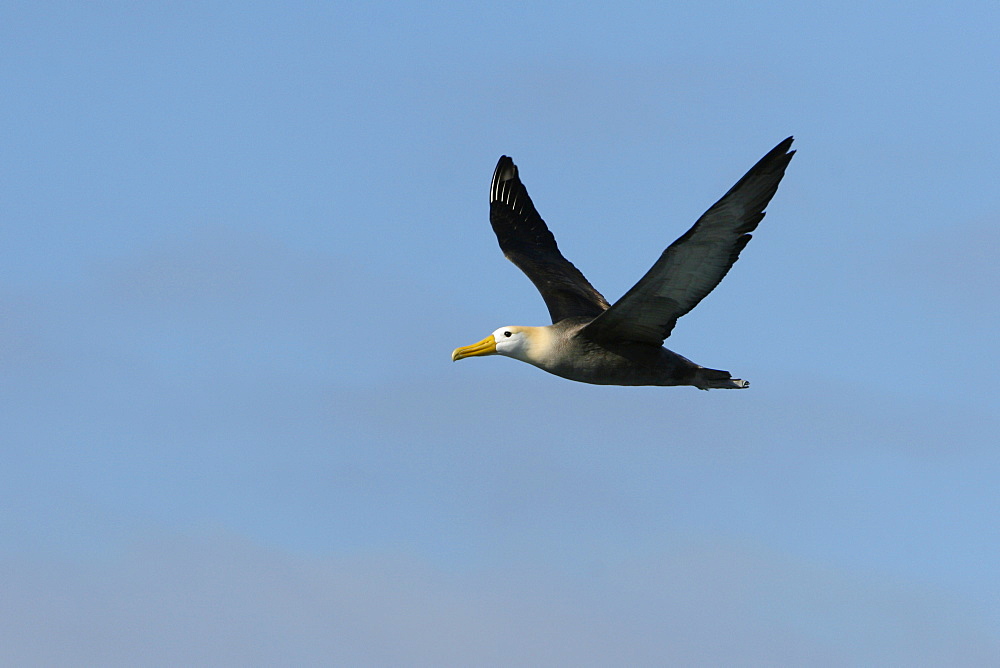 Adult waved albatross (Diomedea irrorata) in flight on Espanola Island in the Galapagos Island Group, Ecuador. Pacific Ocean. This species of albatross is endemic to the Galapagos Islands.