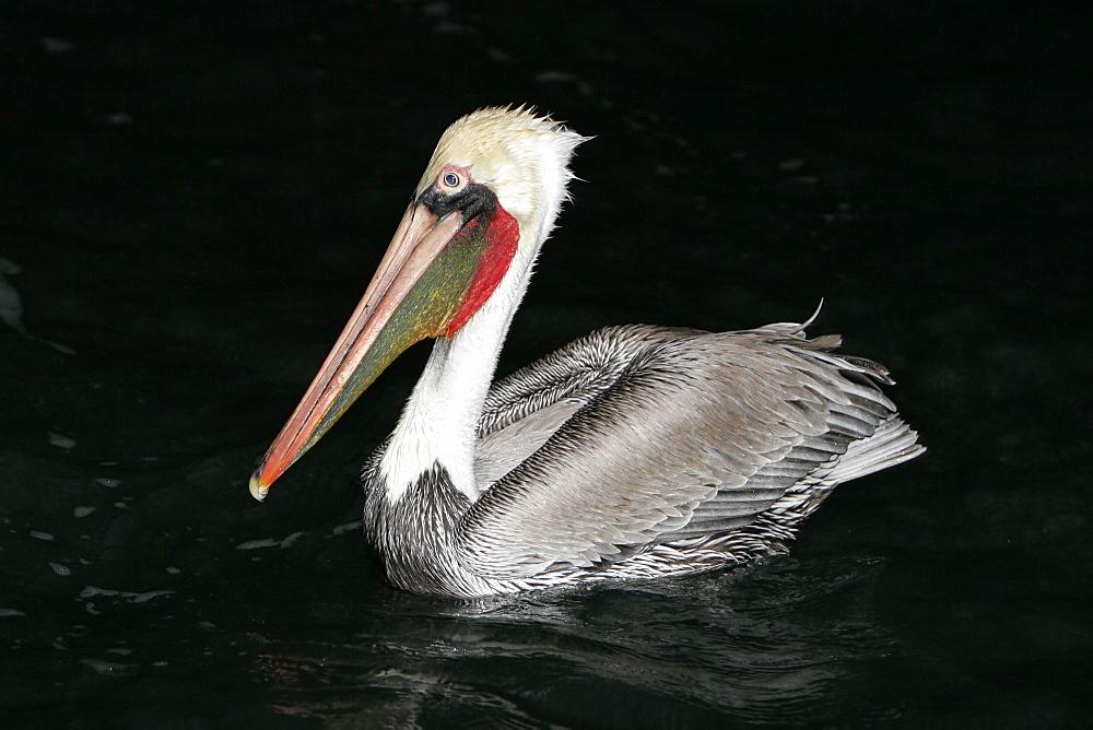 Brown Pelican (Pelecanus occidentalis) in the lower Gulf of California (Sea of Cortez), Mexico.