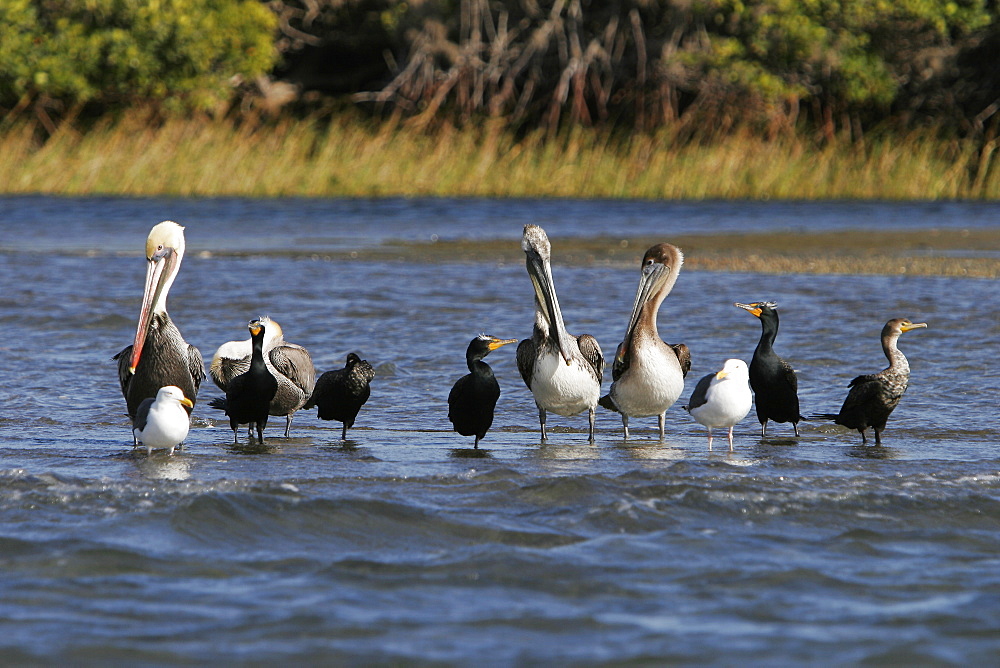 Adult and juvenile Brown Pelicans (Pelecanis occidentalis) standing on shore with double-crested cormorants and gulls in Bahia Magdalena, Baja Penninsula, Mexico.