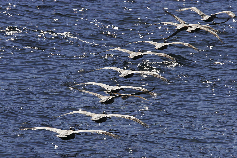 Brown Pelicans (Pelecanus occidentalis) flying in formation low over the ocean in the Gulf of California (Sea of Cortez), Mexico.