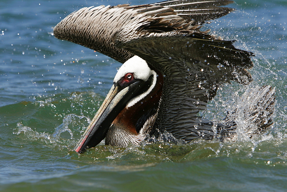 Adult brown pelican (Pelecanus occidentalis) in breeding plumage bathing in seawater on Bartolome Island in the Galapagos Island Group, Ecuador. Pacific Ocean.