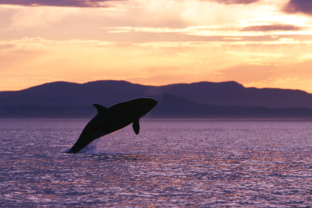 Orca calf breaching at sunset in Haro Strait.  San Juan Islands, Washington.