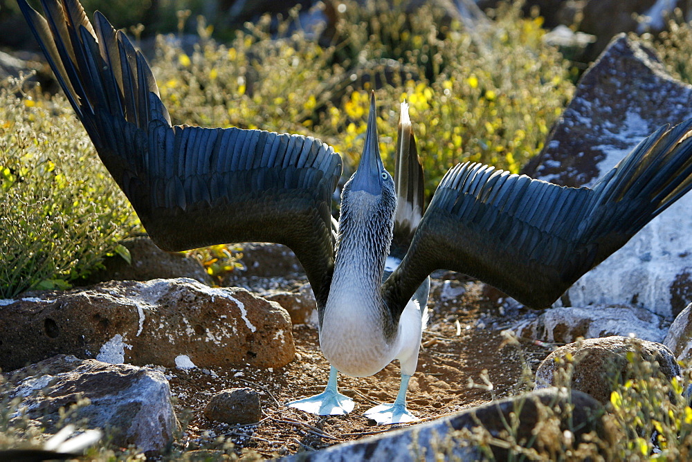 Blue-footed booby (Sula nebouxii) mating display in the Galapagos Island Group, Ecuador. The Galapagos are a nest and breeding area for blue-footed boobies.