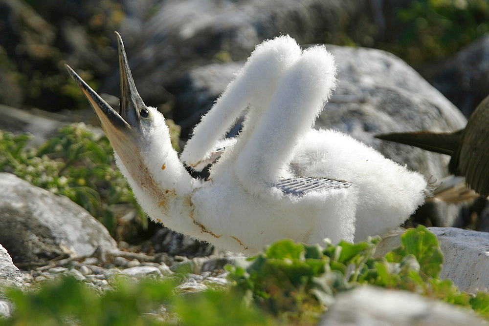 Blue-footed booby (Sula nebouxii) chick calling for food from a parent in the Galapagos Island Group, Ecuador. The Galapagos are a nest and breeding area for blue-footed boobies.