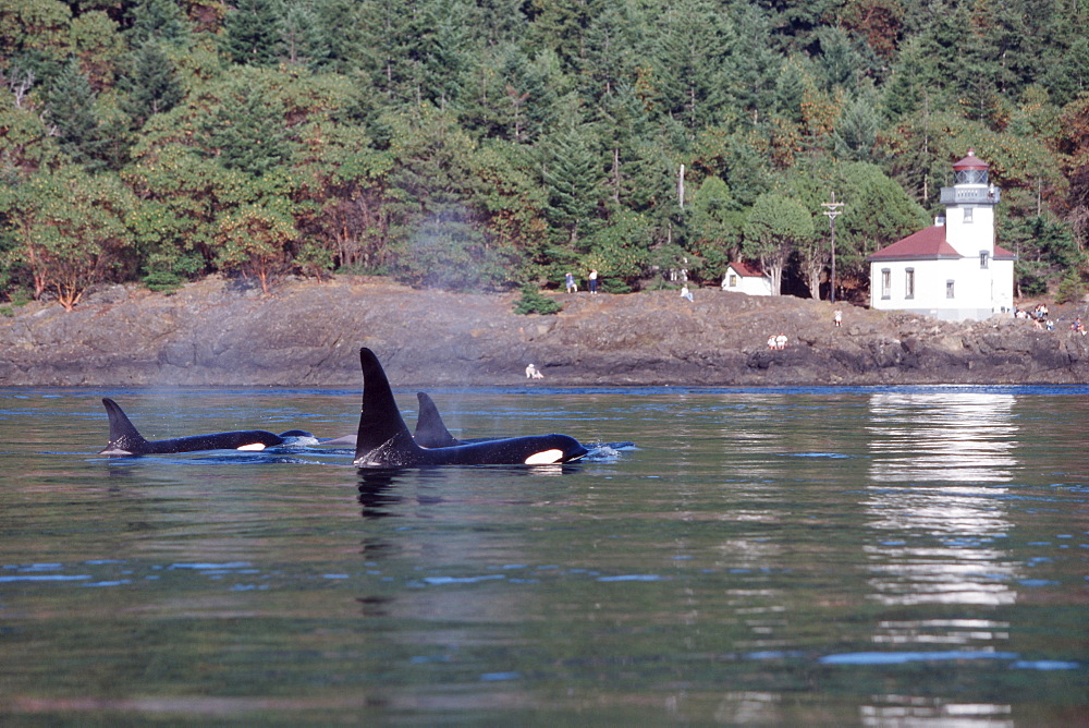 Orcas surfacing near Limekiln lighthouse.  
San Juan Islands, Washington.S(Washington)S(orca)S(AW)