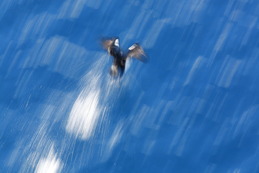 Antarctic Shag (Phalacrocorax (atriceps) bransfieldensis) taking flight near Petermann Island near the Antarctic Peninsula