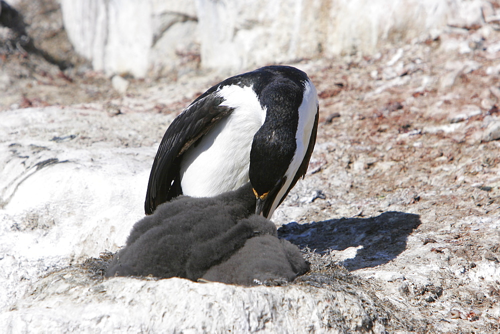 Adult Antarctic Shag (Phalacrocorax (atriceps) bransfieldensis) feeding chicks on Petermann Island near the Antarctic Peninsula