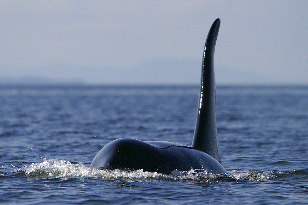 Adult Bull Orca (Orcinus orca) surfacing in Southeast Alaska, USA. Pacific Ocean.