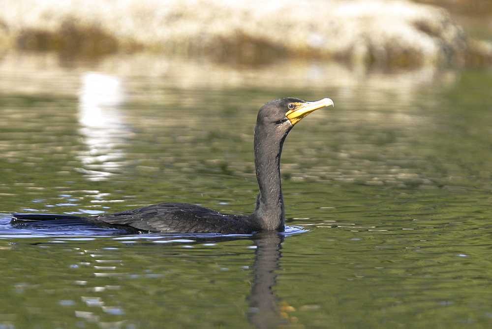 Adult double-crested cormorant (Phalacrocorax auritus) swimming in calm waters of the inside passage in Southeast Alaska, USA.