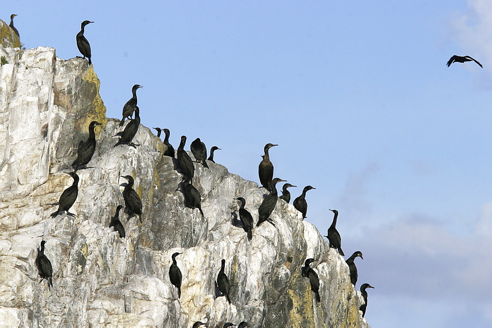 Double-crested cormorant (Phalacrocorax auritus) colony along the inside passage in Southeast Alaska, USA.
(Restricted Resolution - please contact us)